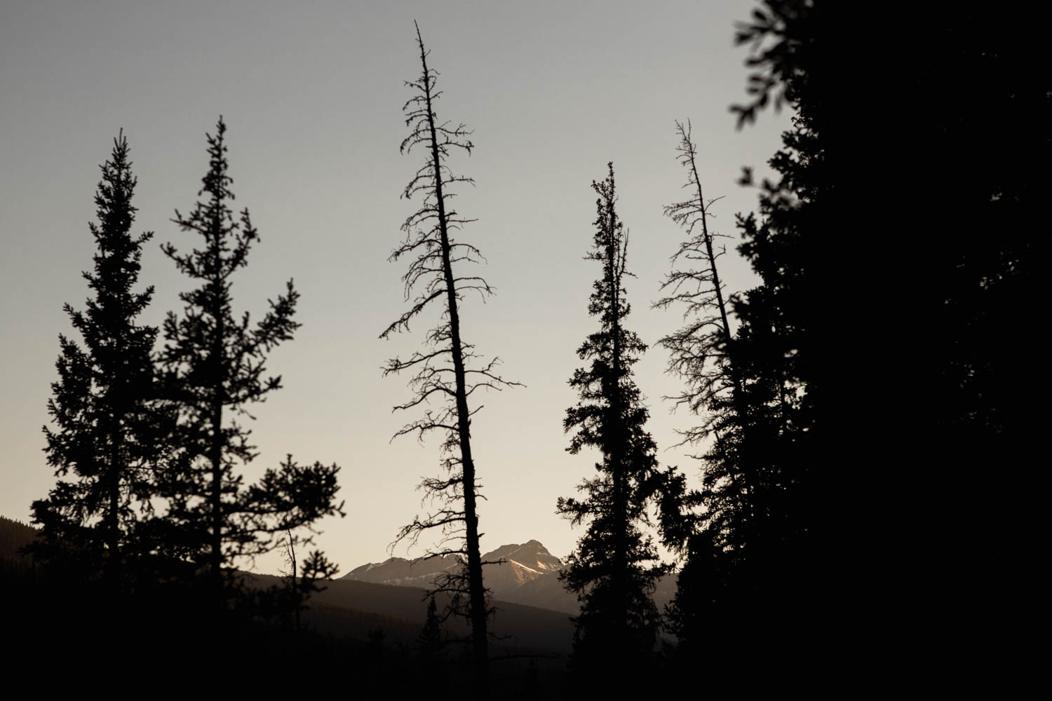 trees