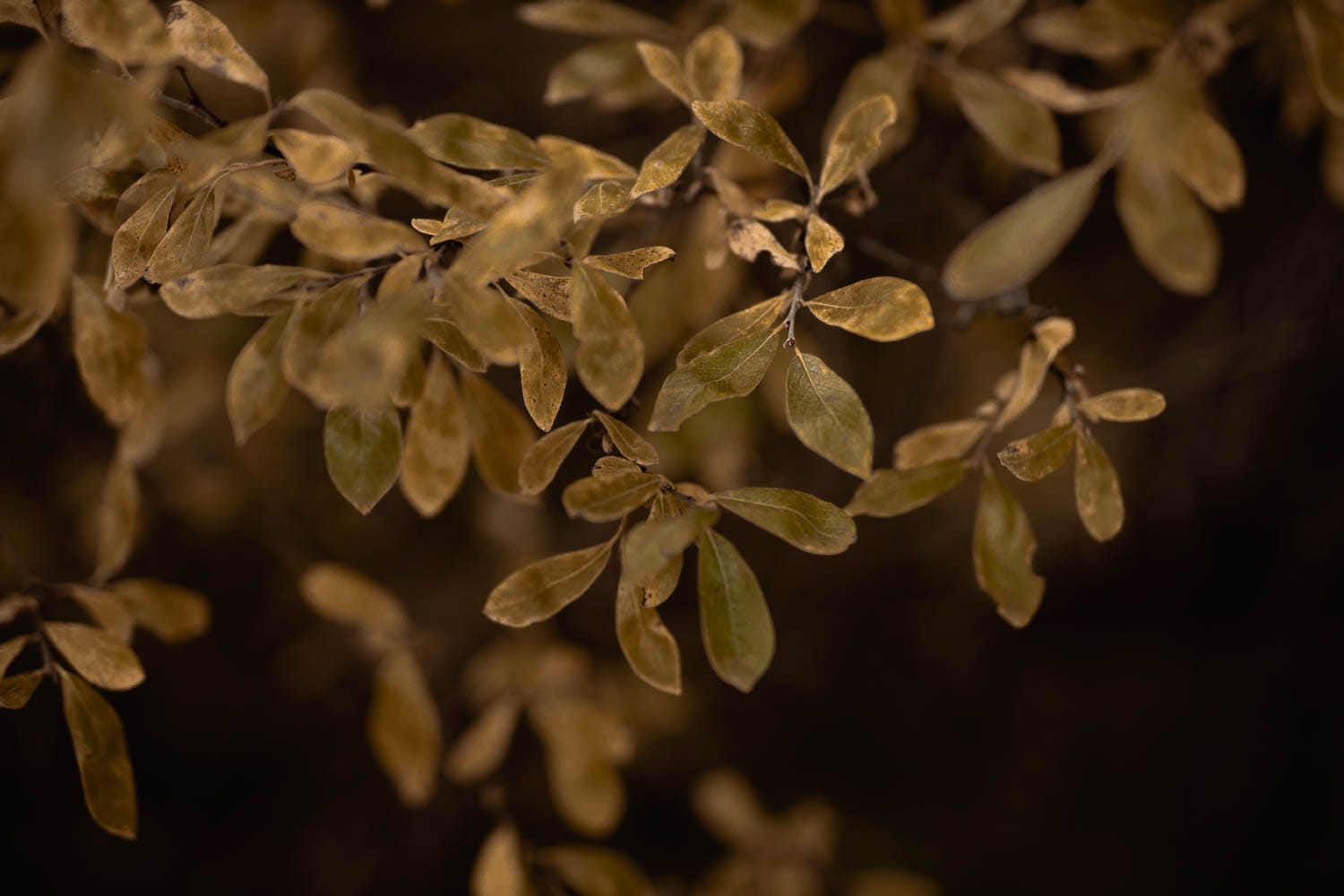 Fall Leaves
